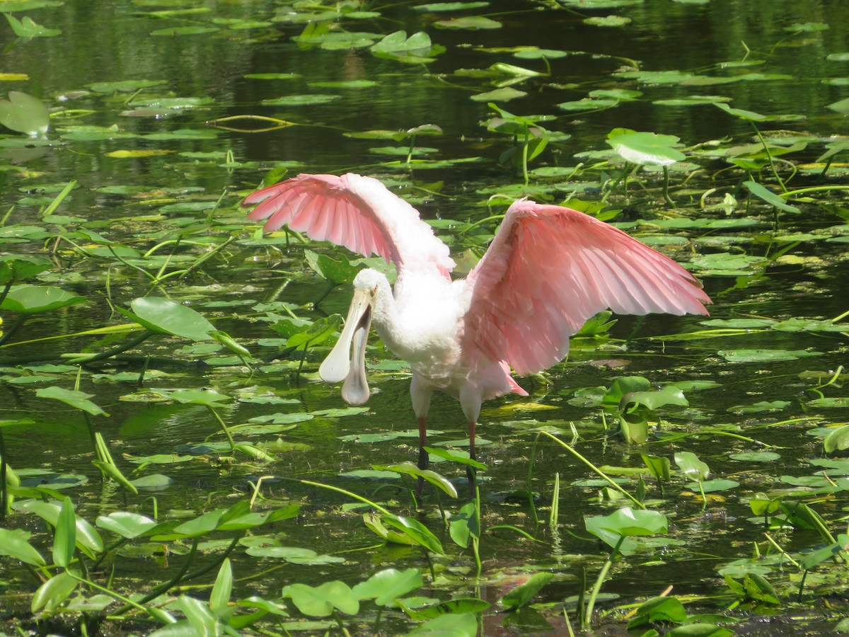 Roseate Spoonbill - Joel Jacobson