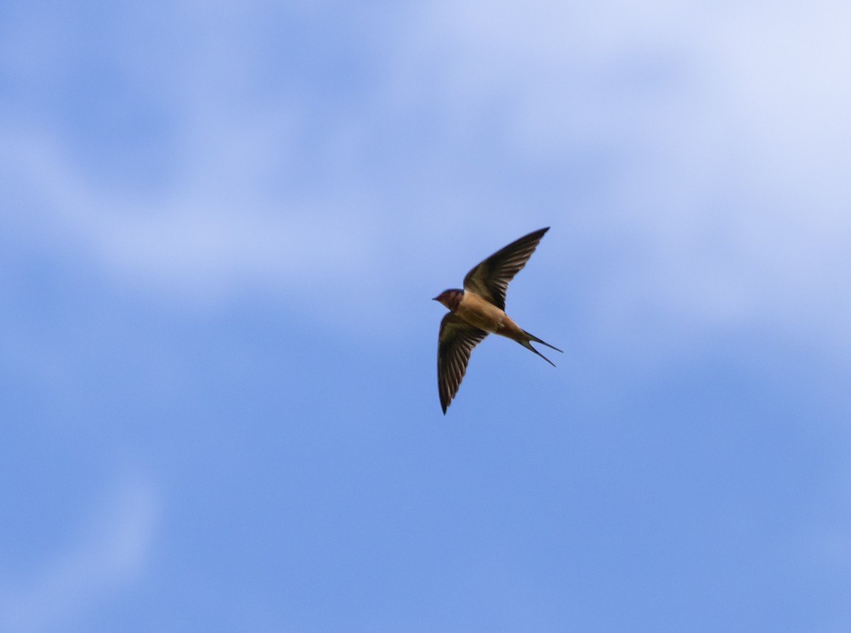 Barn Swallow - Jean Crépeau