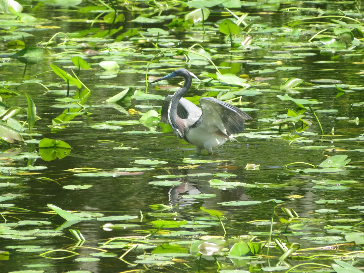 Tricolored Heron - Joel Jacobson