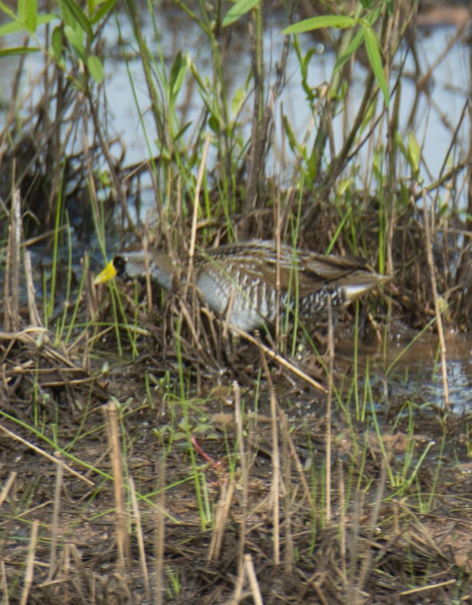 Polluela Sora - ML619651040