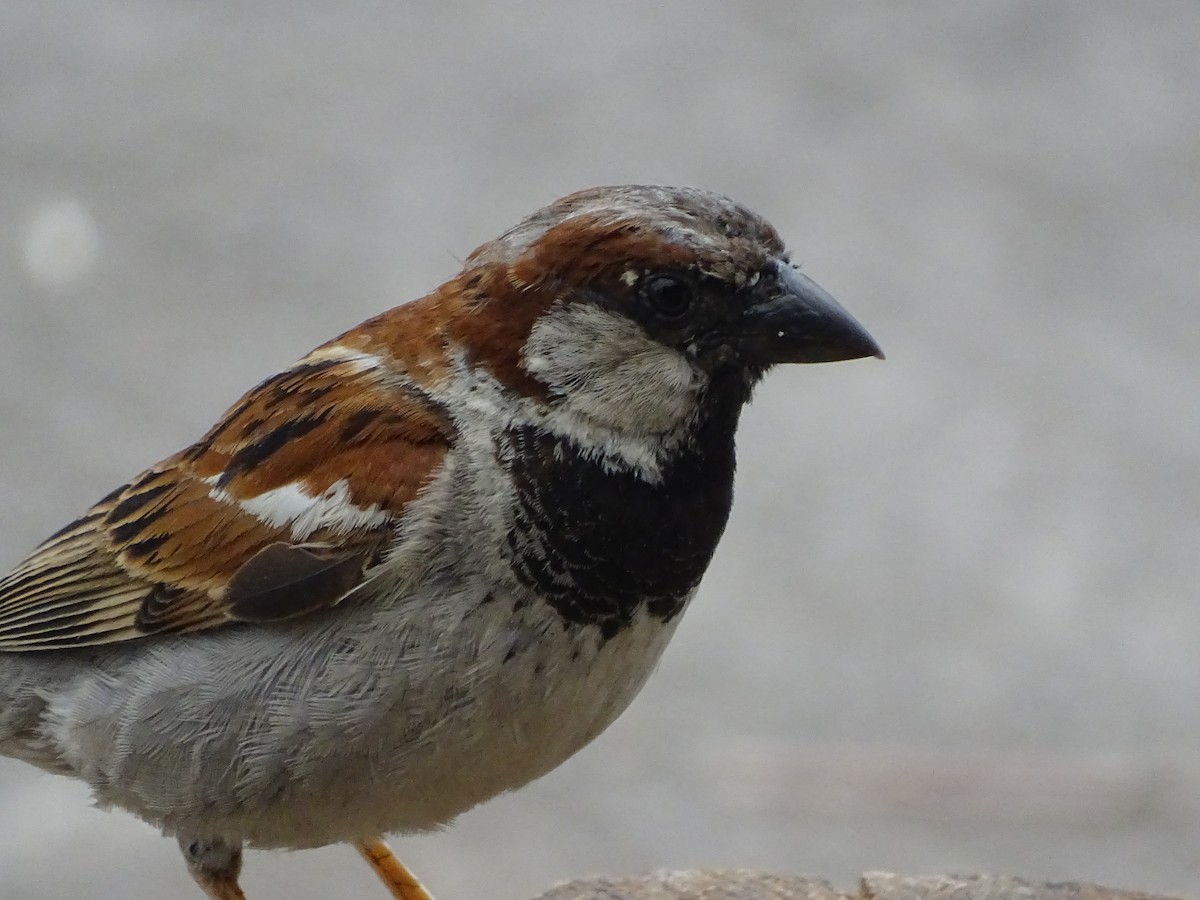 House Sparrow - José Ignacio Catalán Ruiz