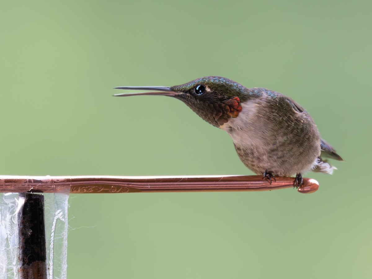 Ruby-throated Hummingbird - ML619651054
