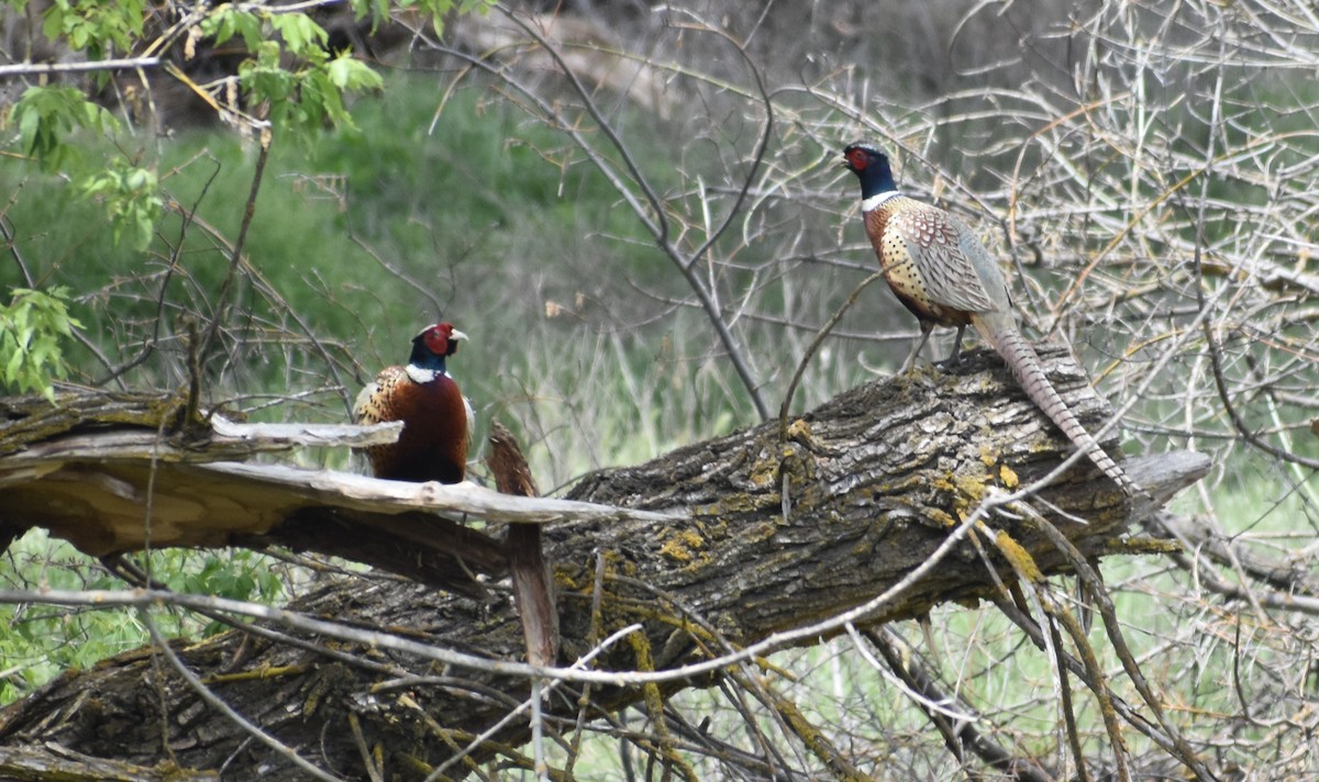 Ring-necked Pheasant - ML619651055