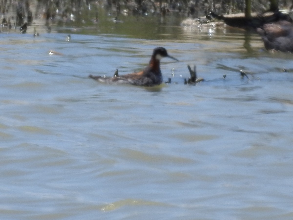 Red-necked Phalarope - Becky Boley