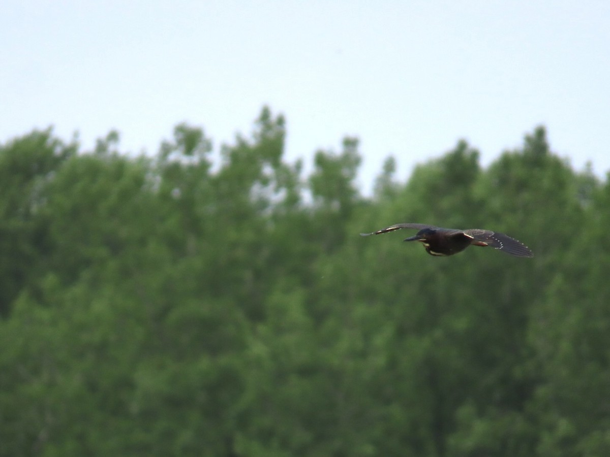 Green Heron - ML619651061