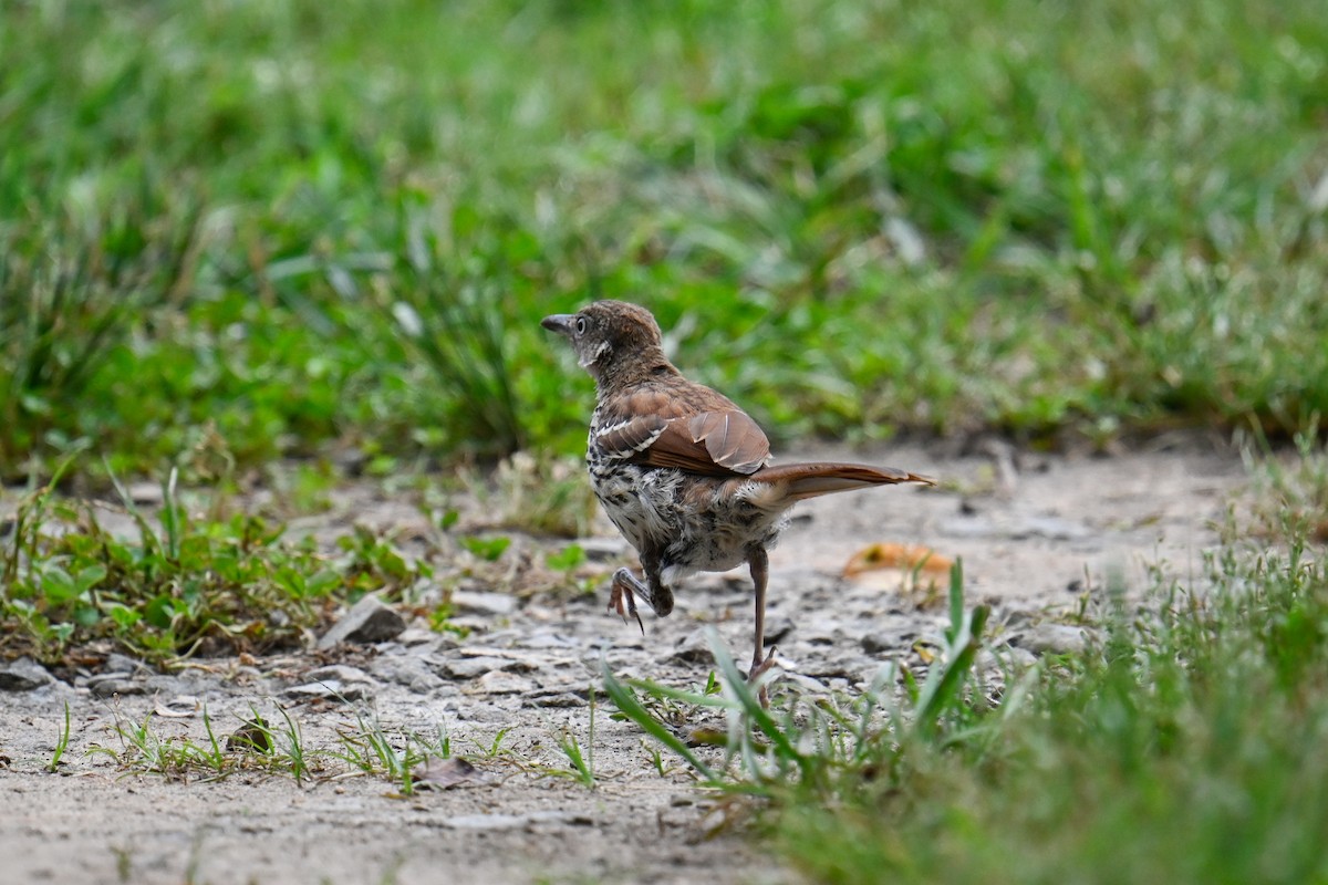 Brown Thrasher - Rebecca Morgan