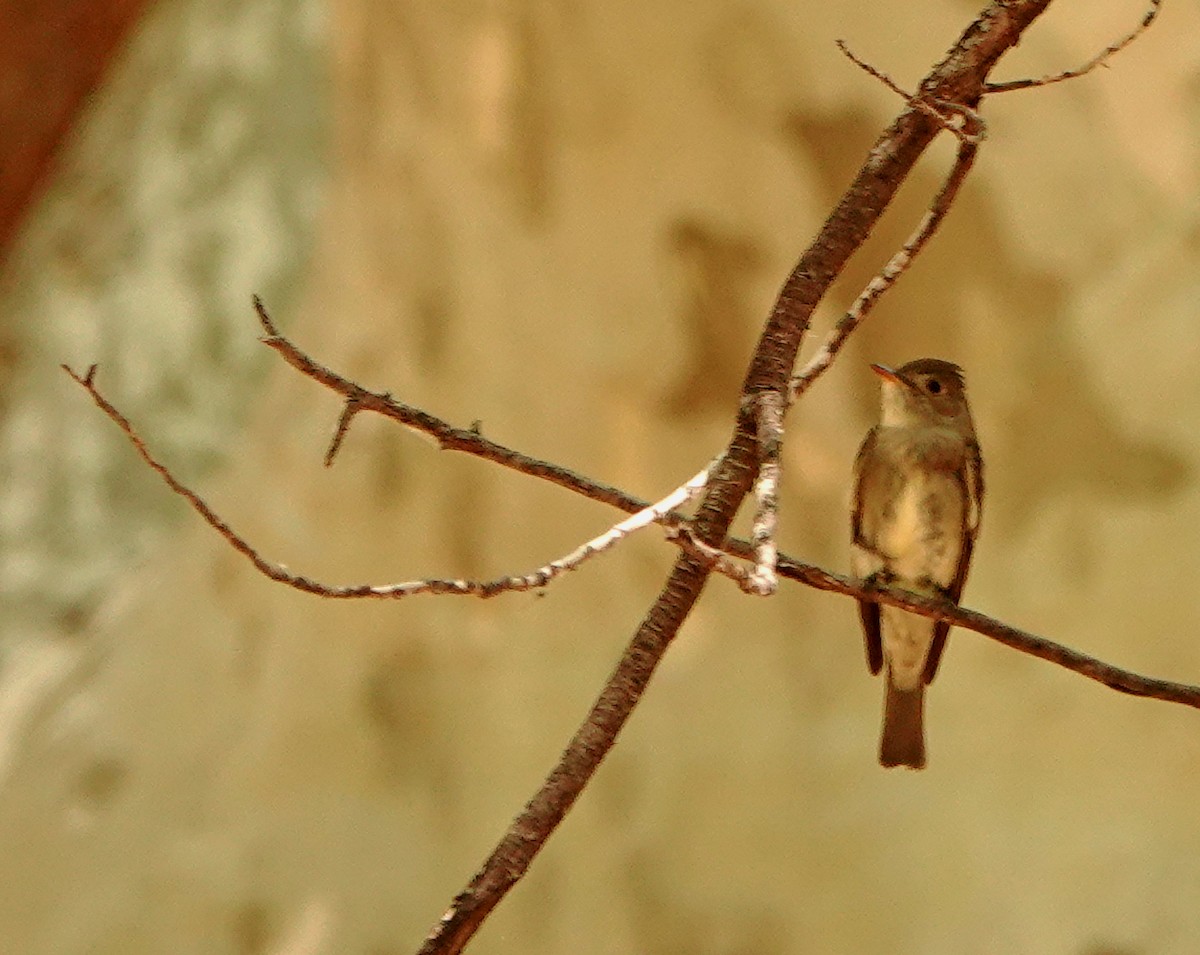 Western Wood-Pewee - Diane Drobka