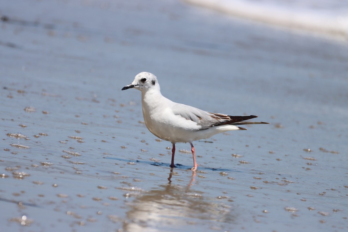 Bonaparte's Gull - Nat Smale