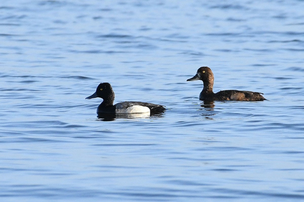 Lesser Scaup - ML619651070