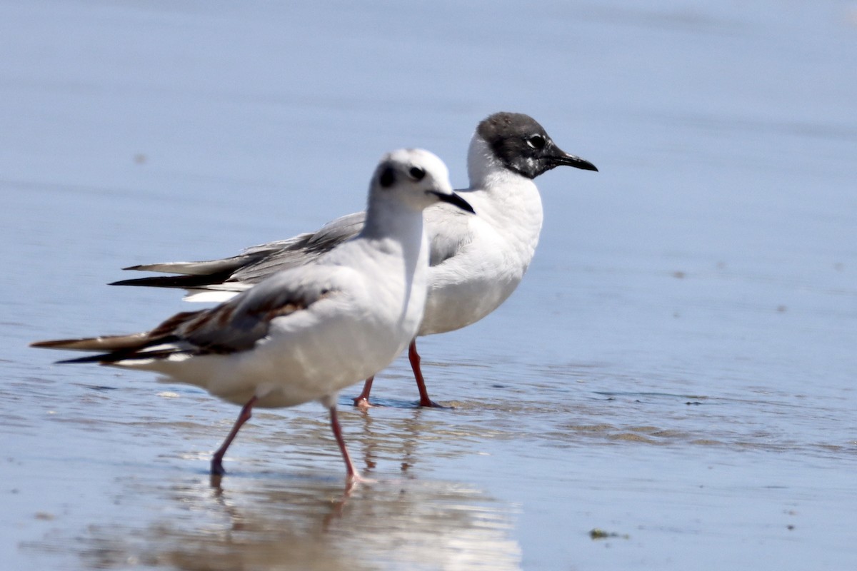 Bonaparte's Gull - Nat Smale