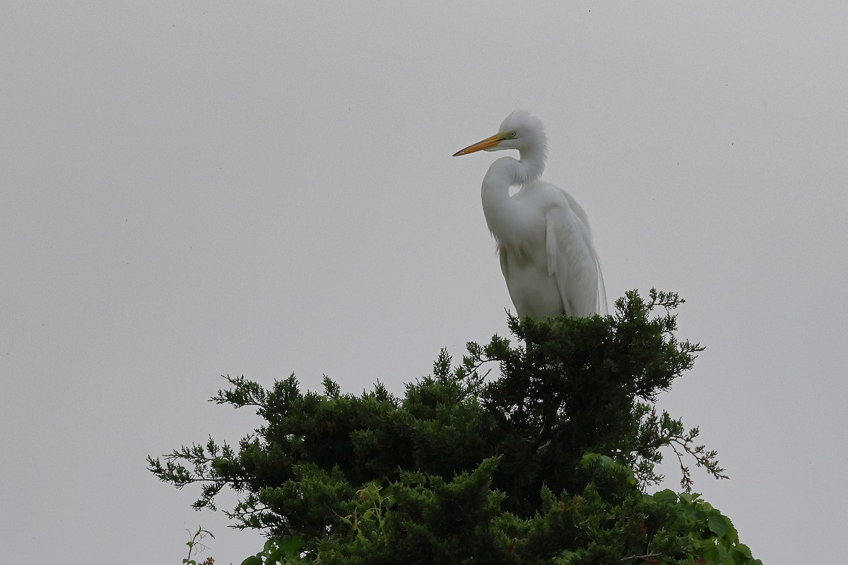 Great Egret - Darcy Pinotti