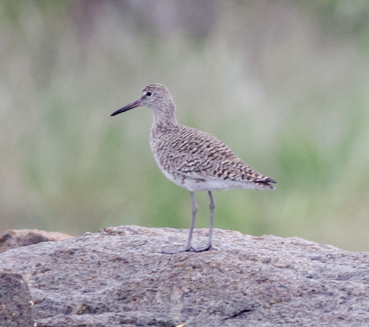 Willet - Douglas Baird