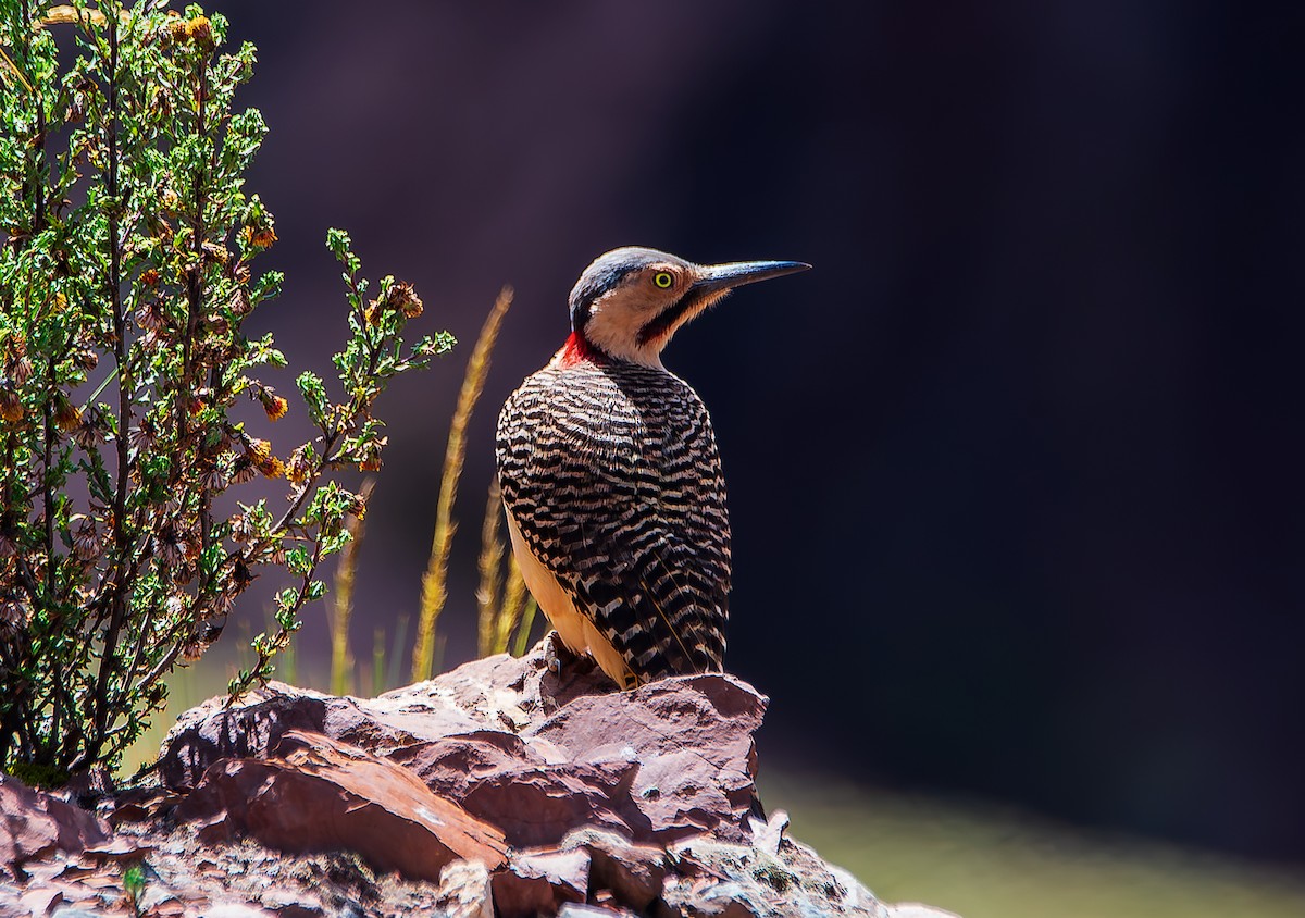 Andean Flicker - ML619651092