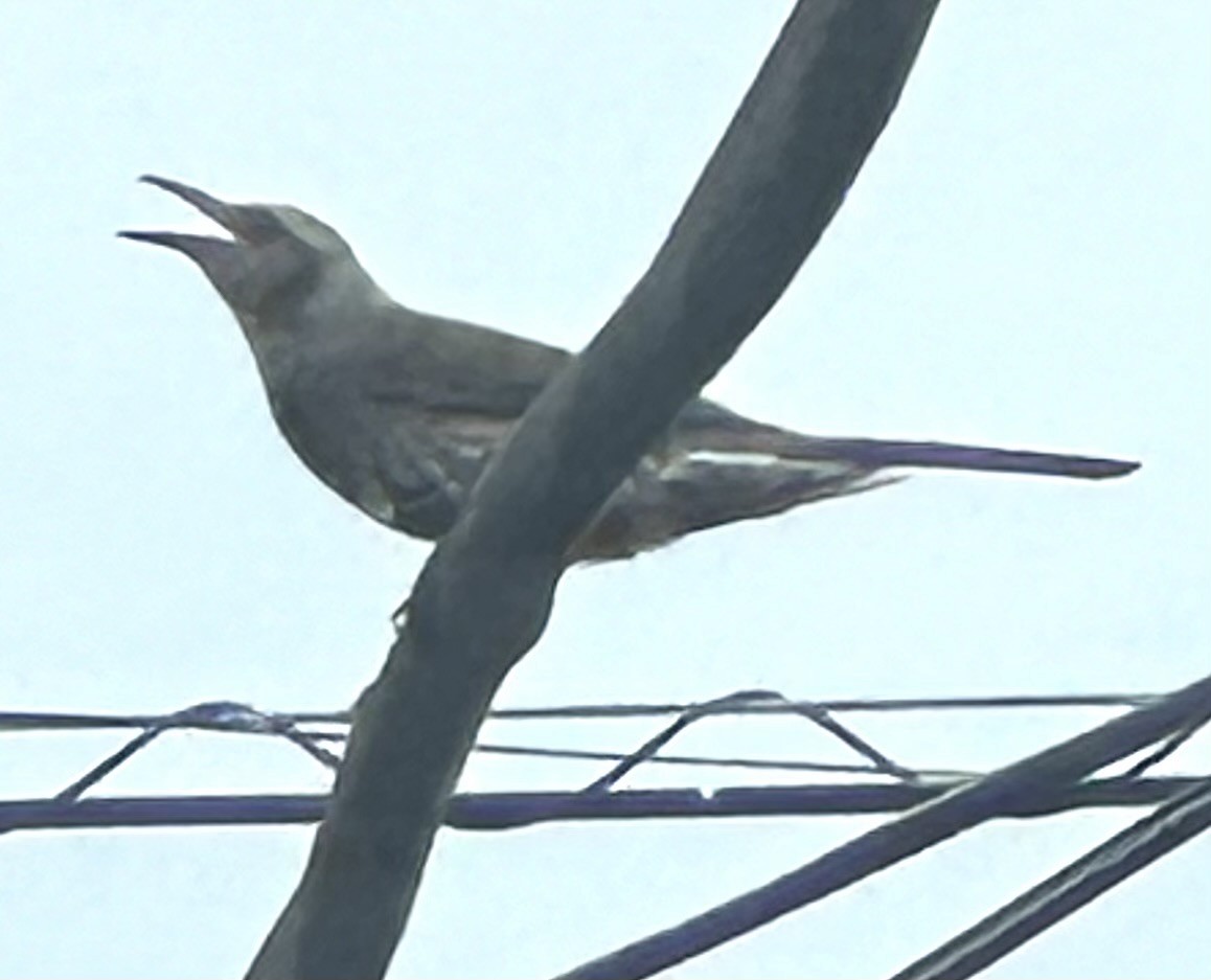 Brown-eared Bulbul - Annie Donwerth-Chikamatsu