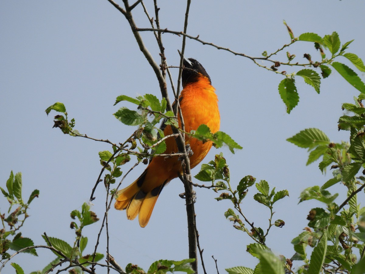 Baltimore Oriole - Bruce Moorman