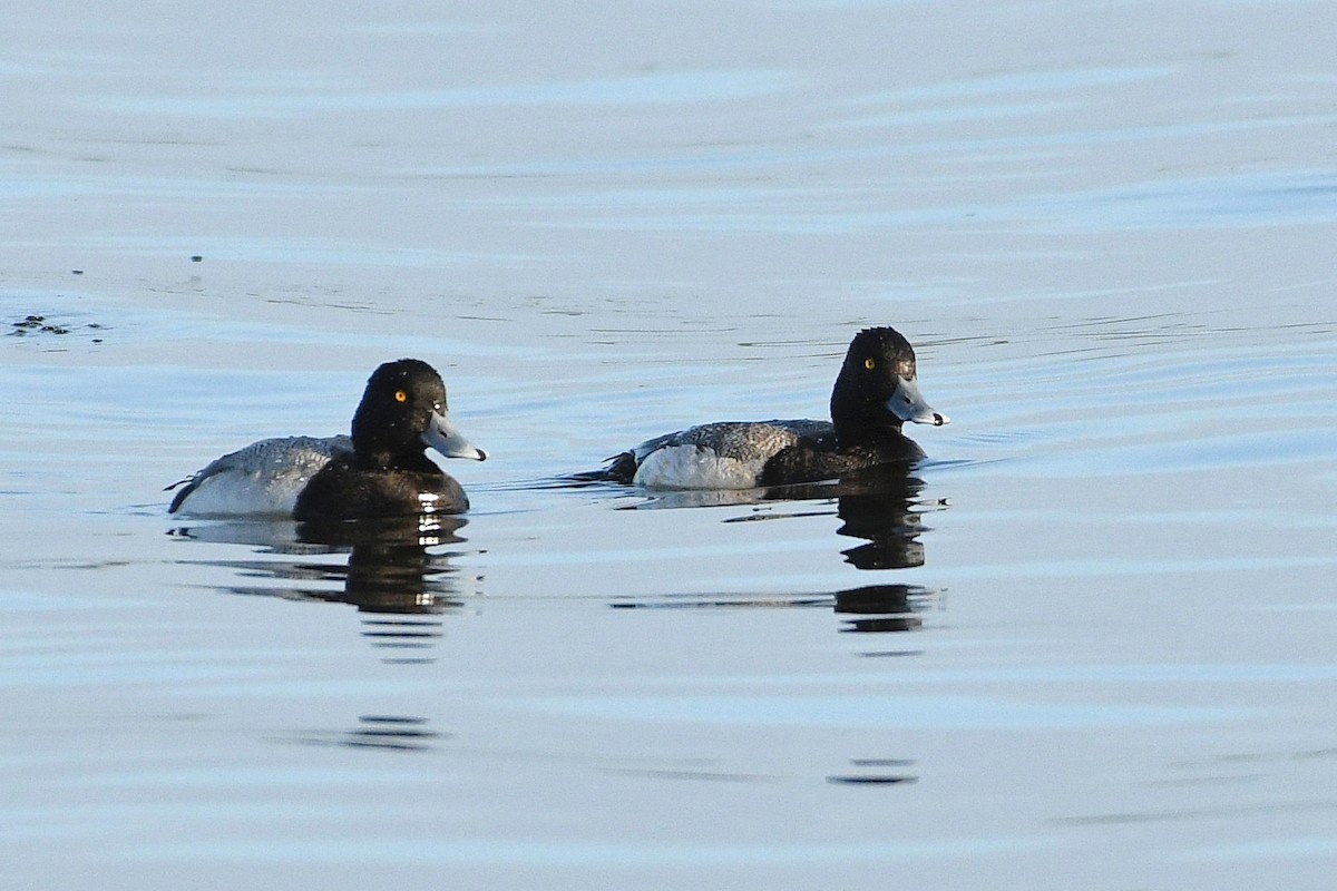 Lesser Scaup - Lewis Gray