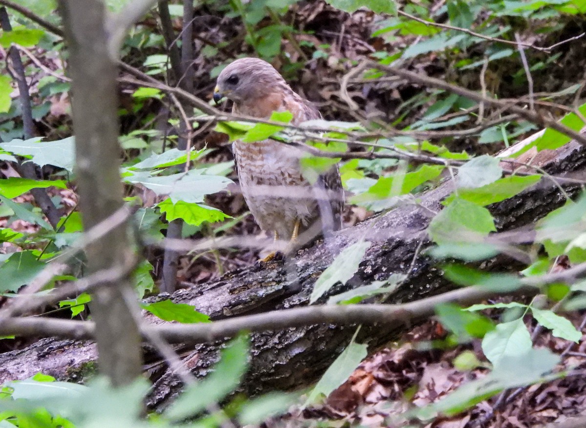 Red-shouldered Hawk - ML619651101