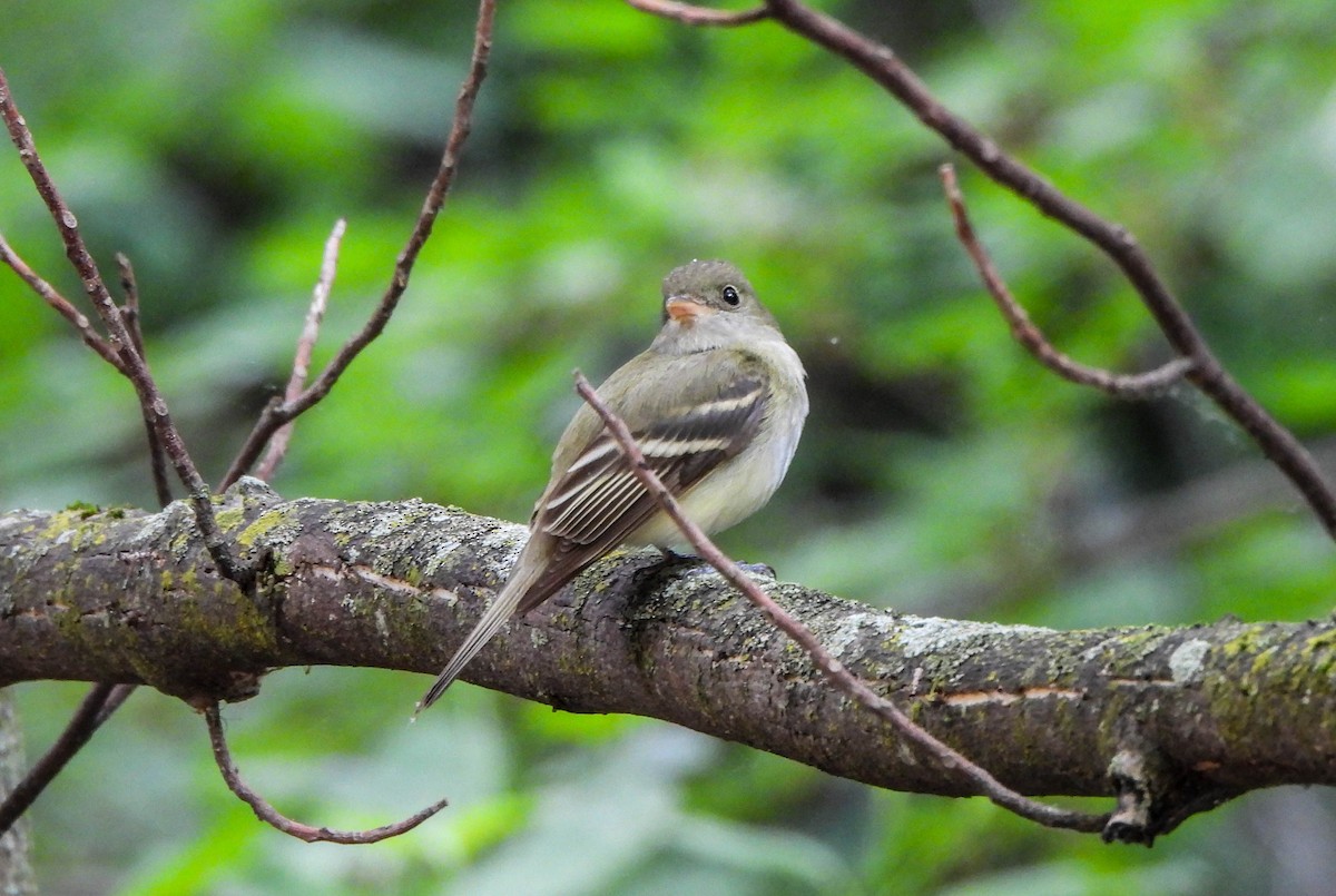 Acadian Flycatcher - Susan Brauning