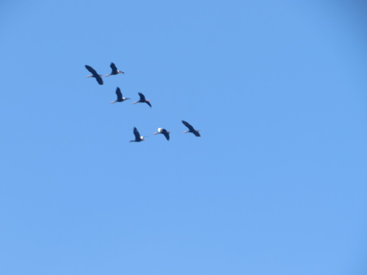 Black-bellied Whistling-Duck - ML619651117