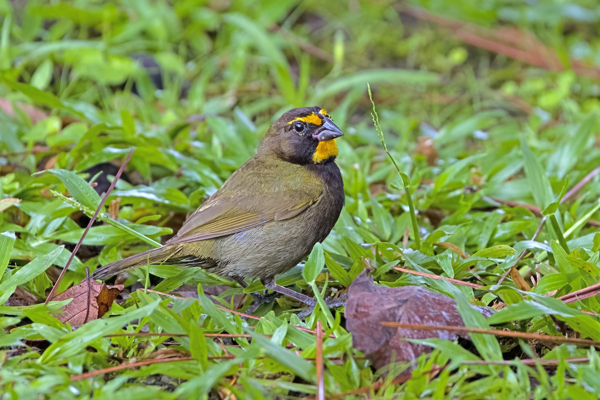 Yellow-faced Grassquit - Vic Hubbard