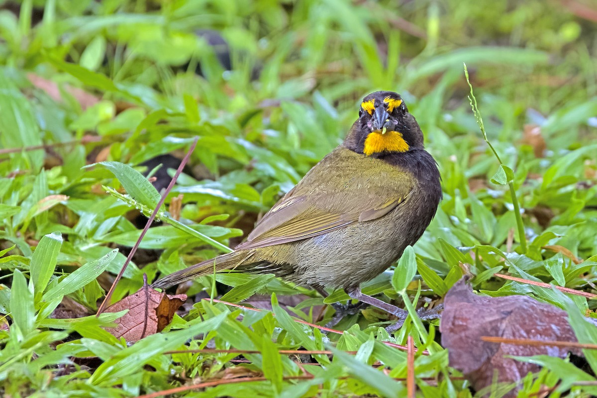 Yellow-faced Grassquit - Vic Hubbard