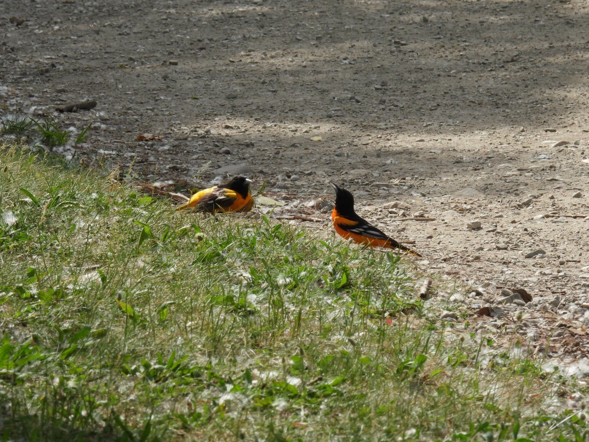 Baltimore Oriole - Bruce Moorman