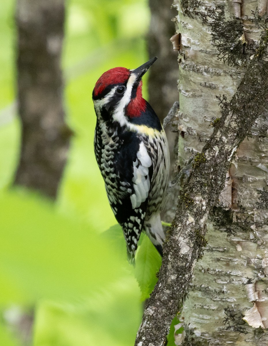 Yellow-bellied Sapsucker - Jean Crépeau