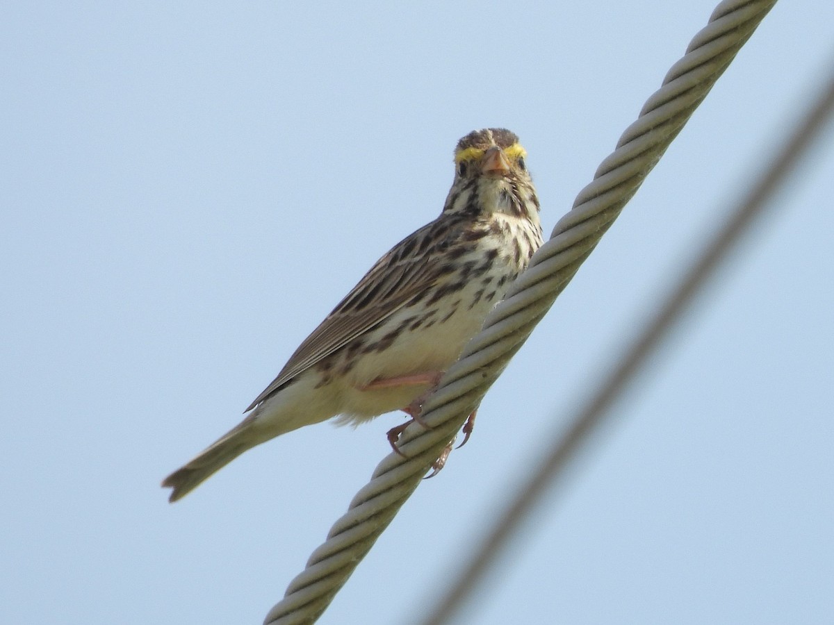 Savannah Sparrow - Bill Nolting