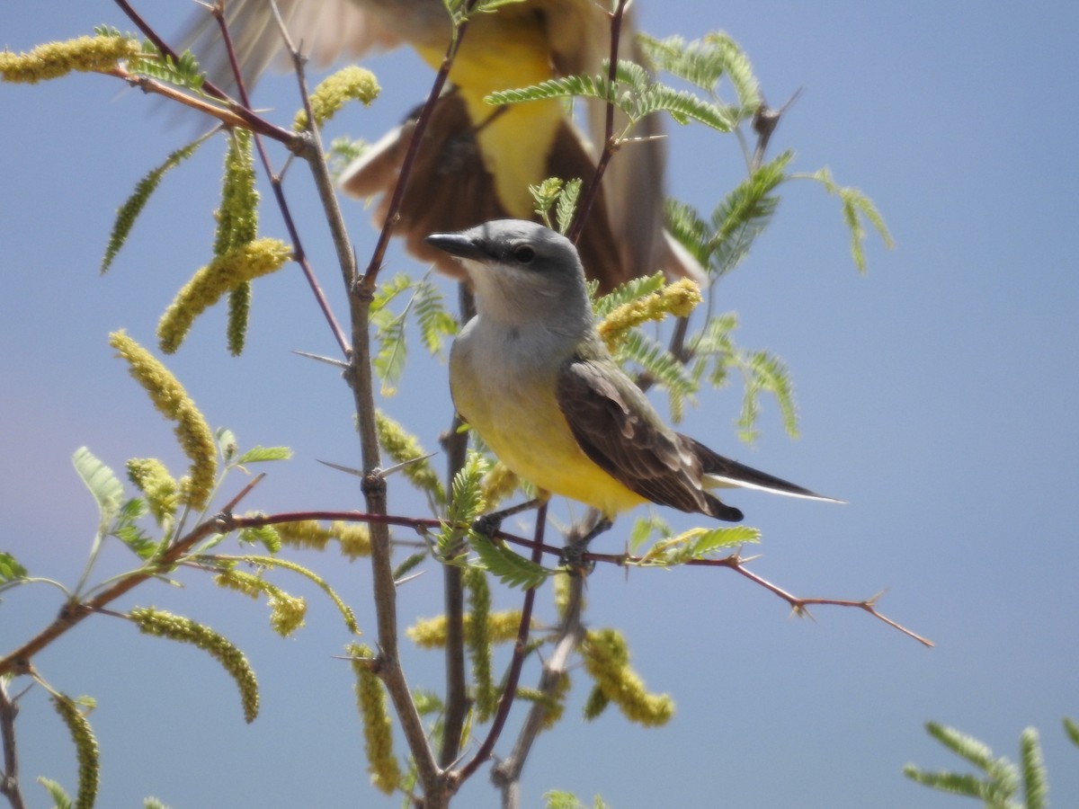 Western Kingbird - Becky Boley