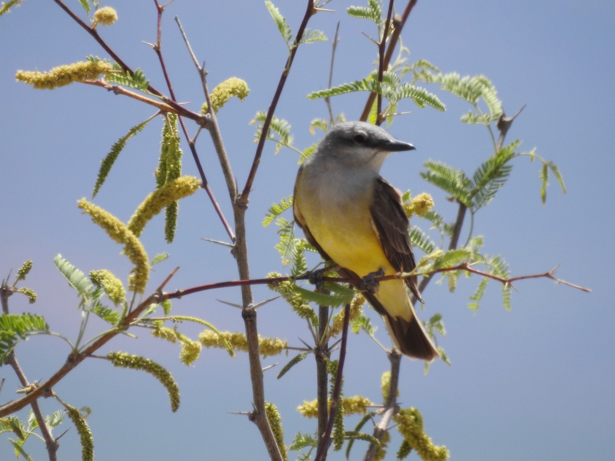 Western Kingbird - Becky Boley