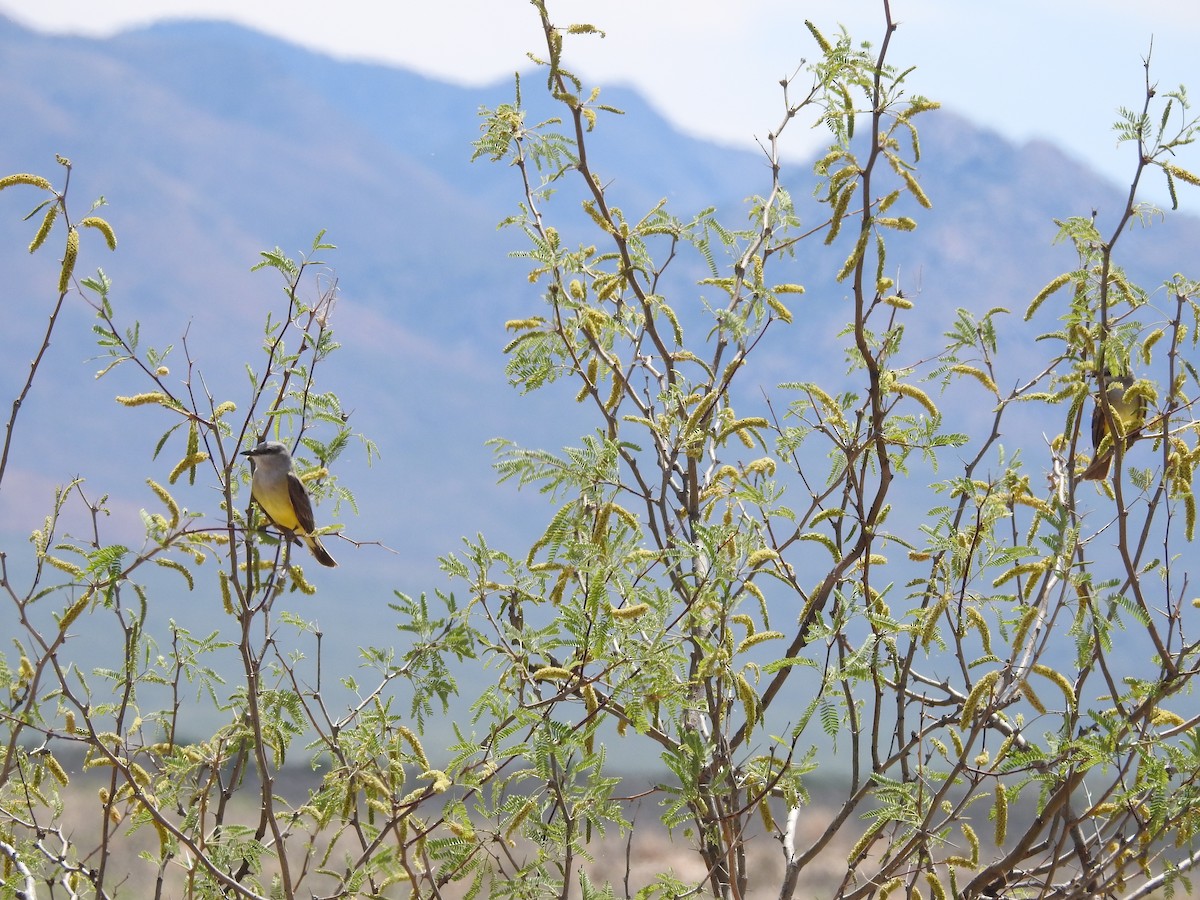 Western Kingbird - Becky Boley