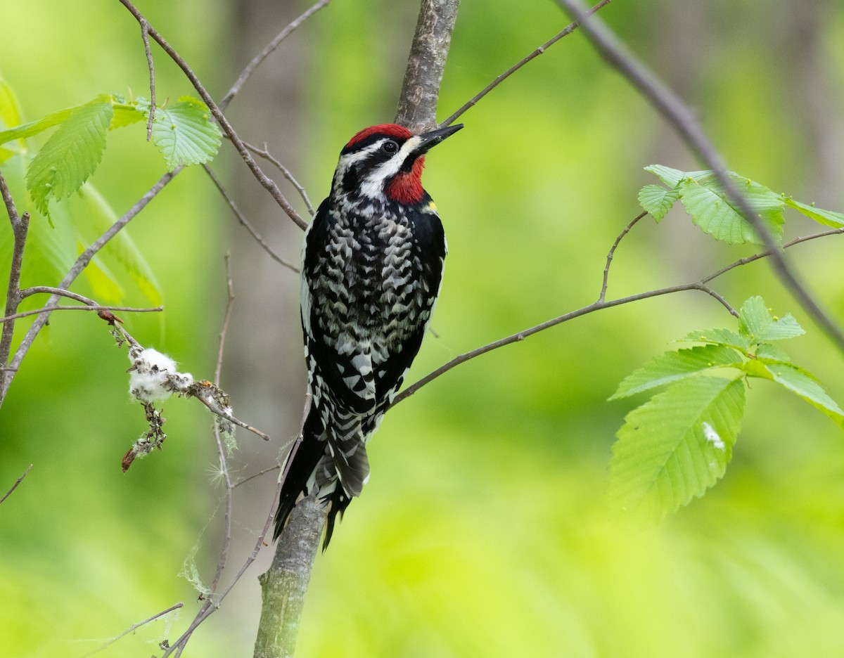 Yellow-bellied Sapsucker - Jean Crépeau