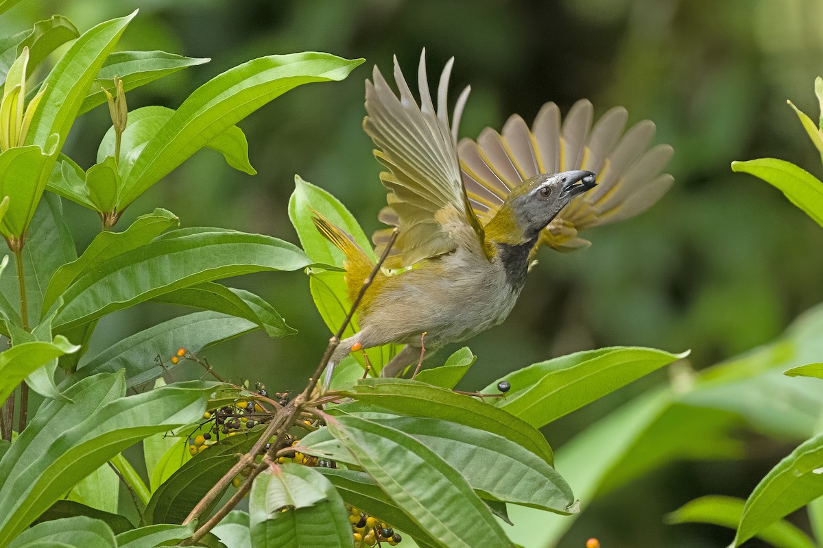 Buff-throated Saltator - Vic Hubbard