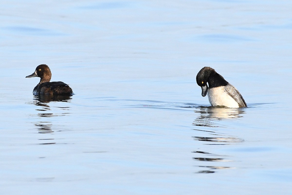 Lesser Scaup - Lewis Gray