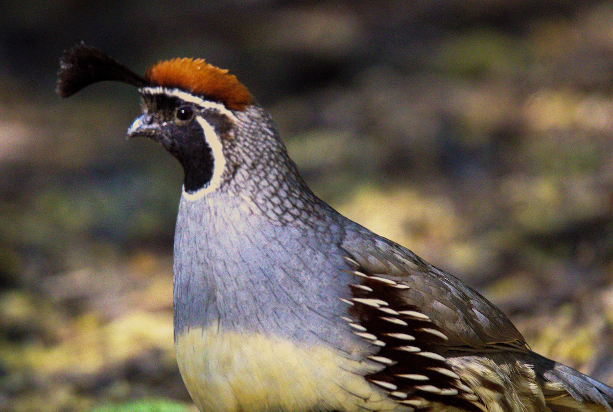 Gambel's Quail - Don Carney