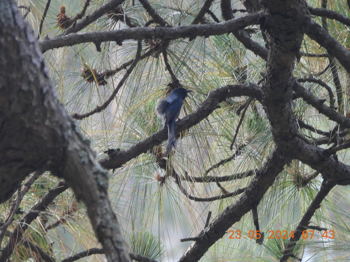 Ashy Drongo - ML619651137