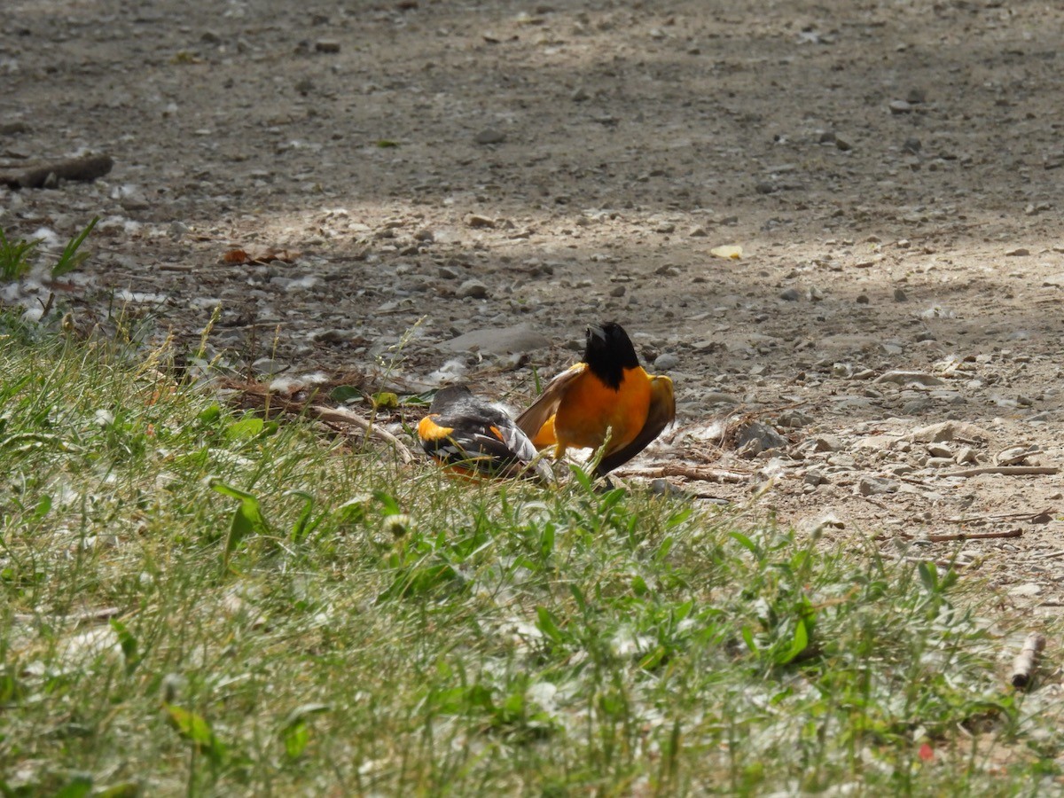 Baltimore Oriole - Bruce Moorman