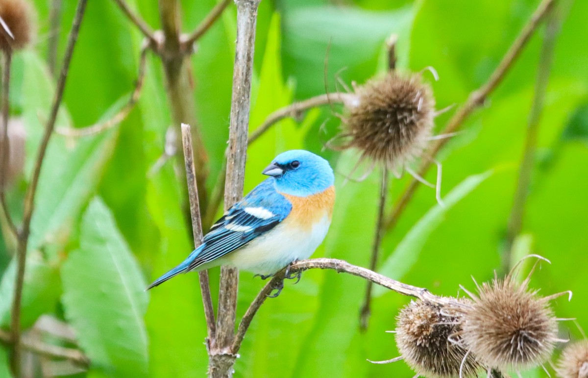 Lazuli Bunting - Terry Martin