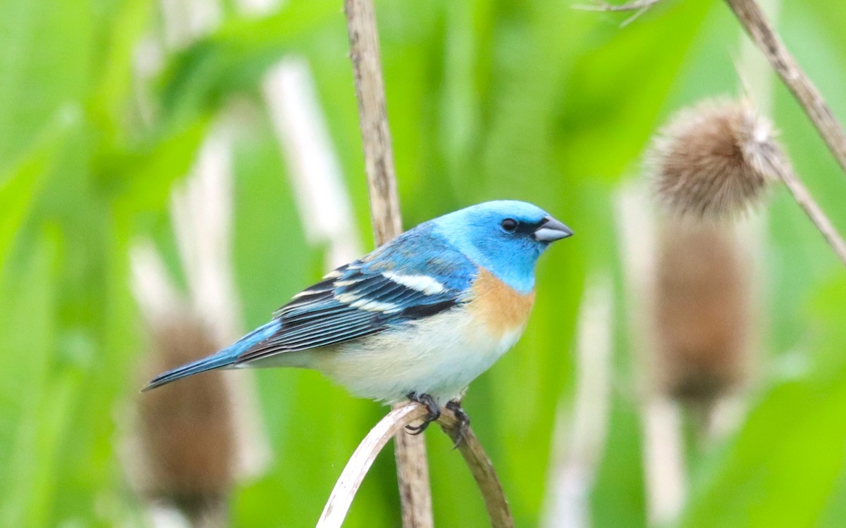 Lazuli Bunting - Terry Martin