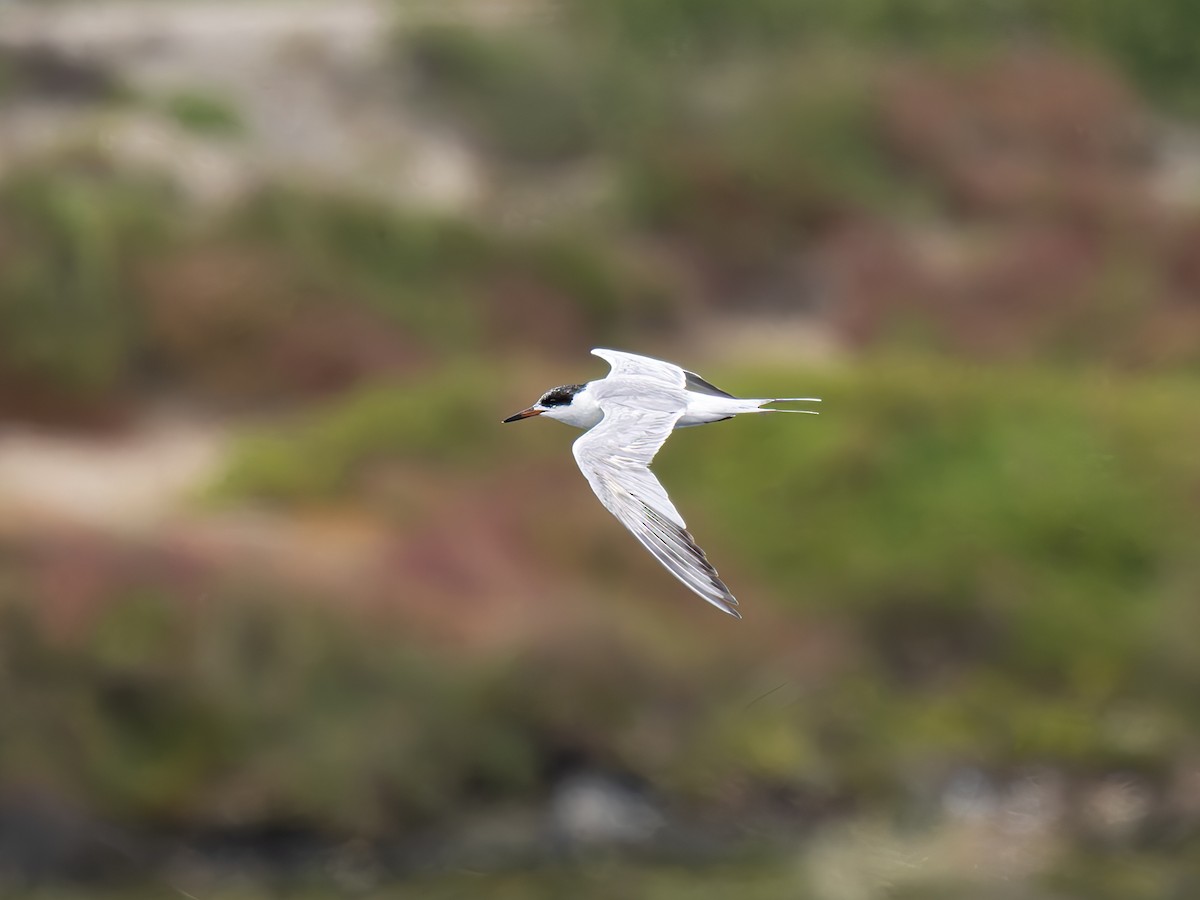 Forster's Tern - ML619651144