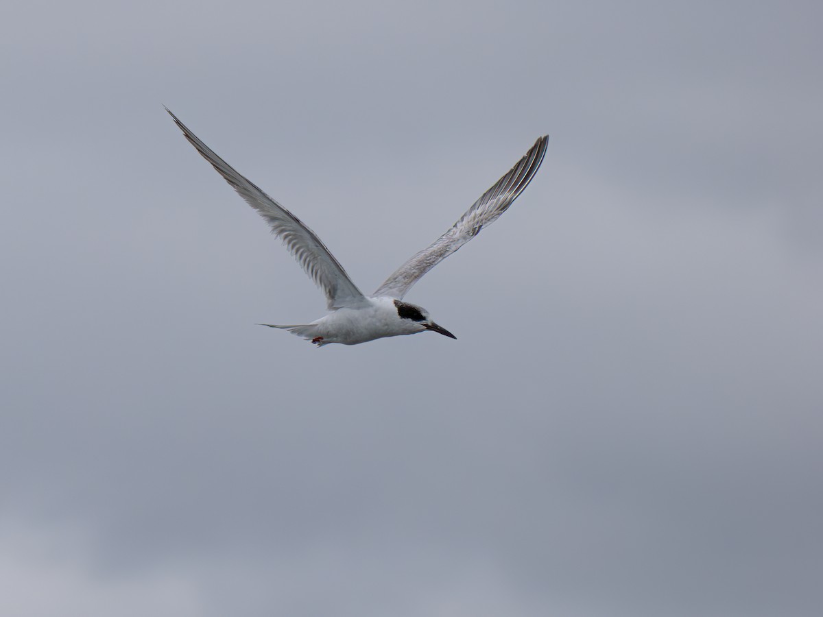 Forster's Tern - Lynzie Flynn