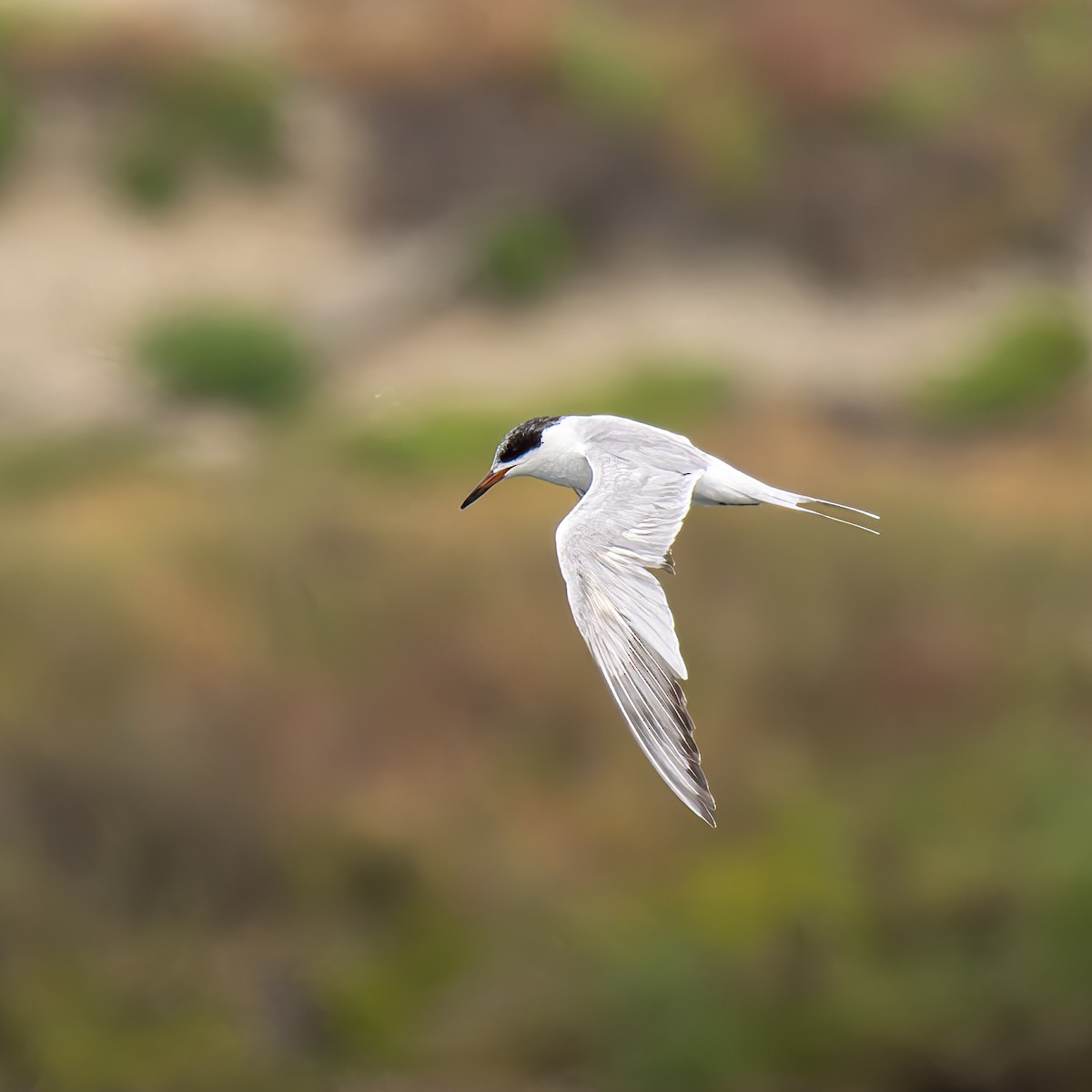 Forster's Tern - Lynzie Flynn