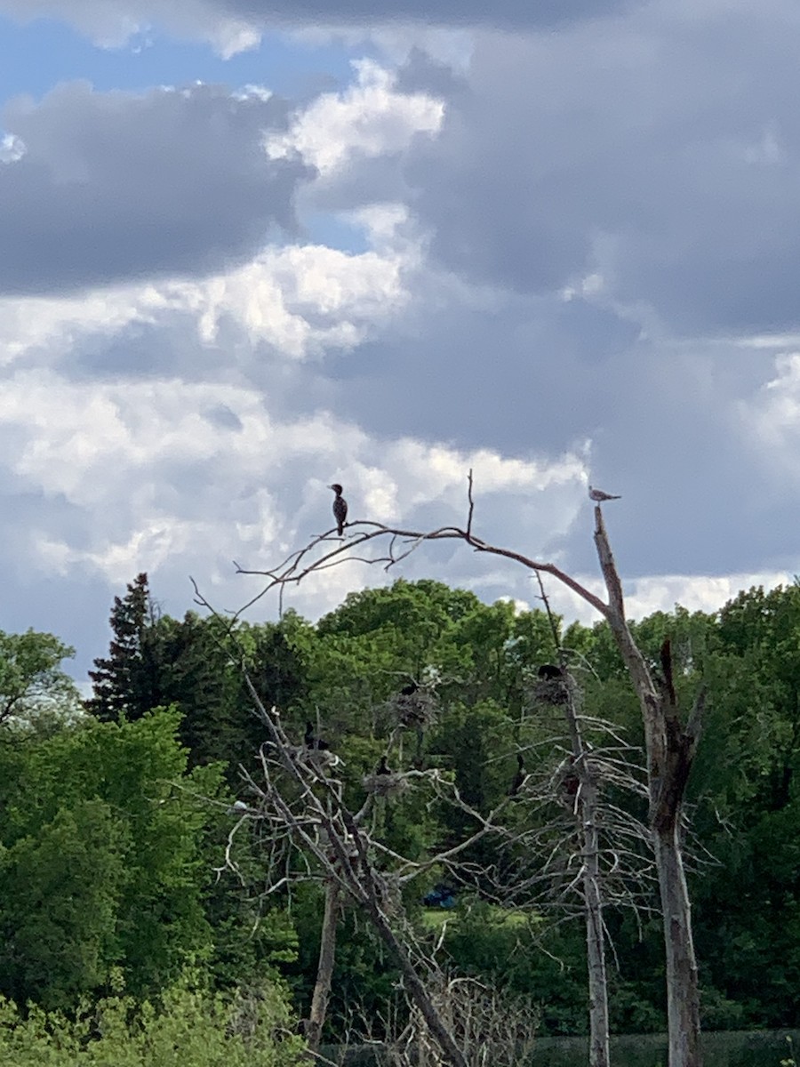 Double-crested Cormorant - Anonymous