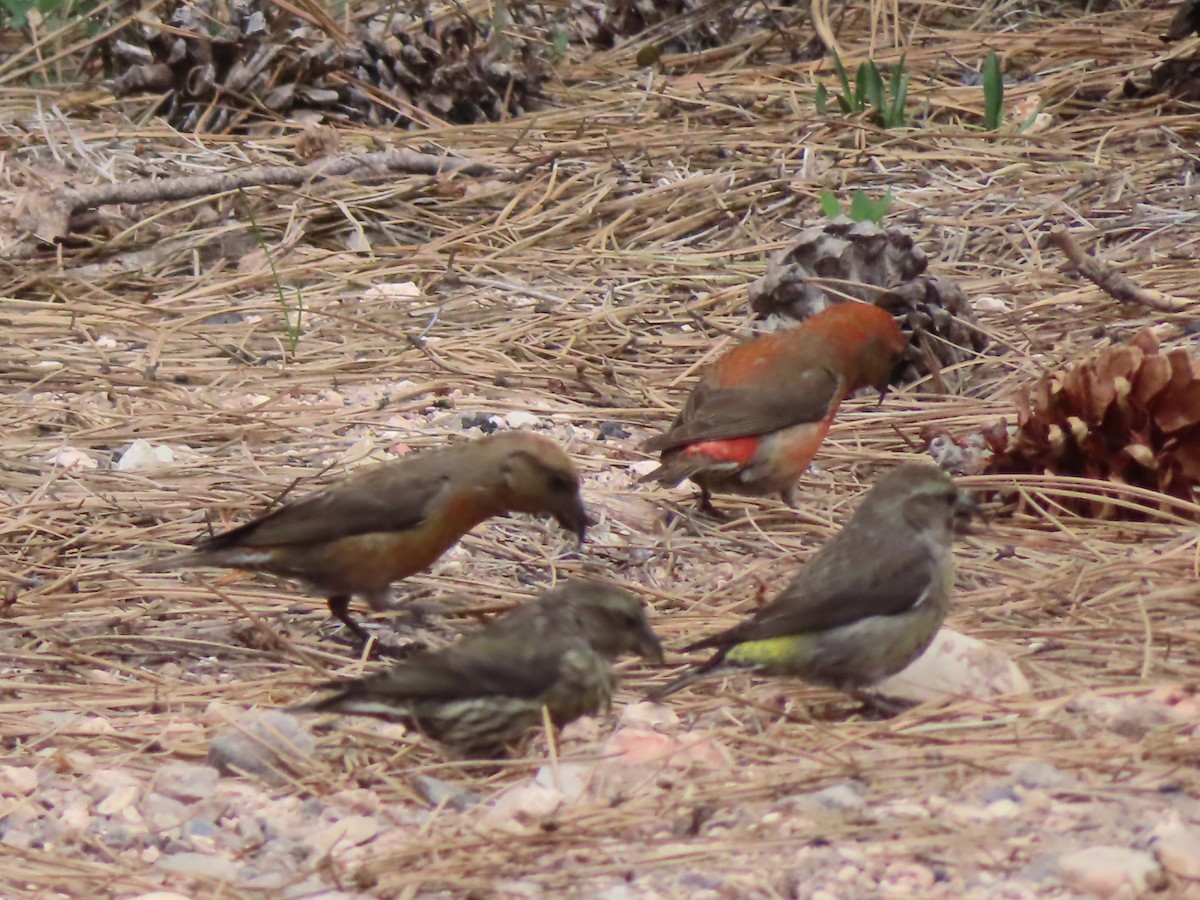 Red Crossbill - Ursula  Mitra