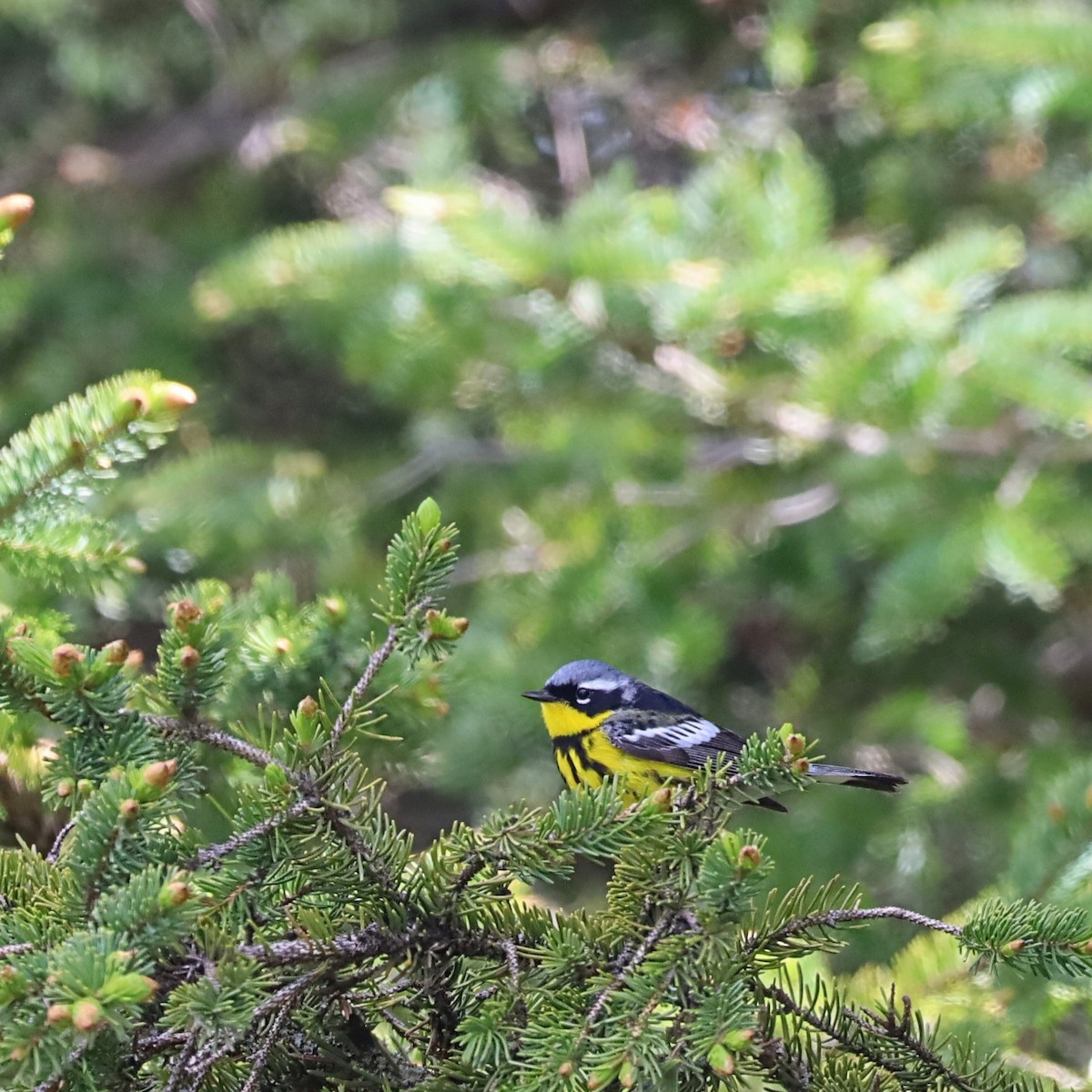 Magnolia Warbler - Nolan Kerr