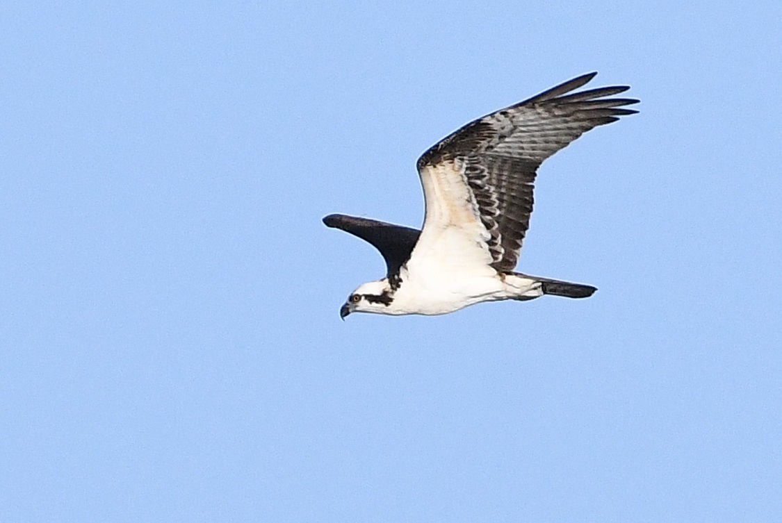 Osprey - ML619651172