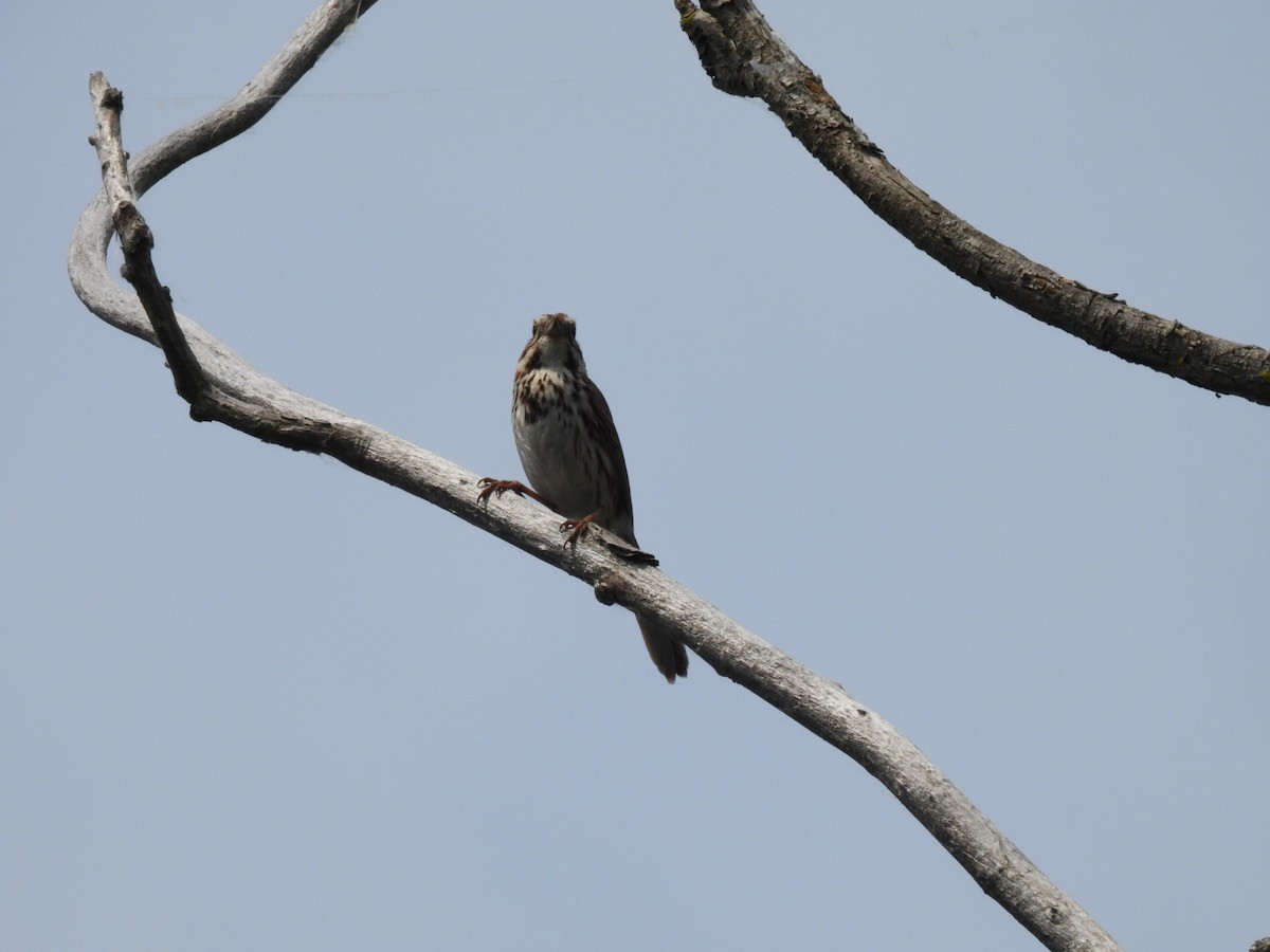 Song Sparrow - Bruce Moorman