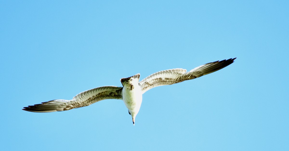 Ring-billed Gull - ML619651182