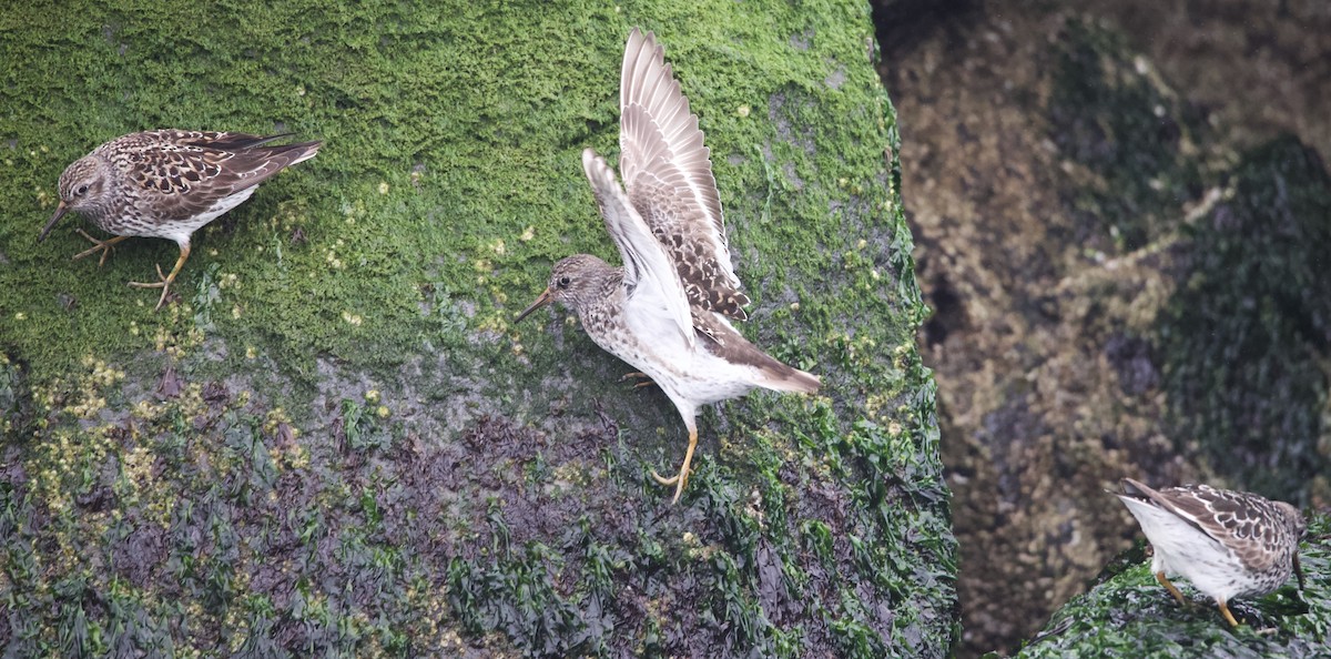 Purple Sandpiper - Douglas Baird