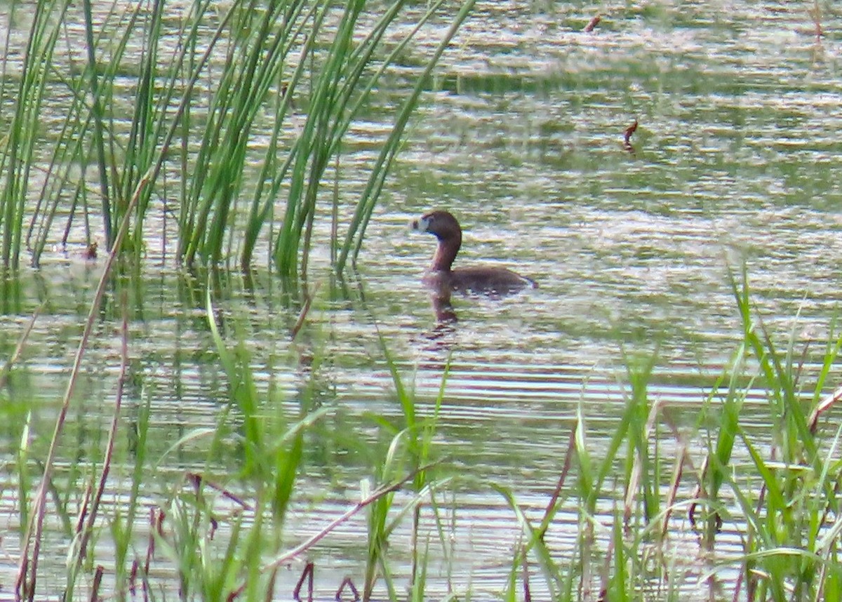 Pied-billed Grebe - Pat Sterbling